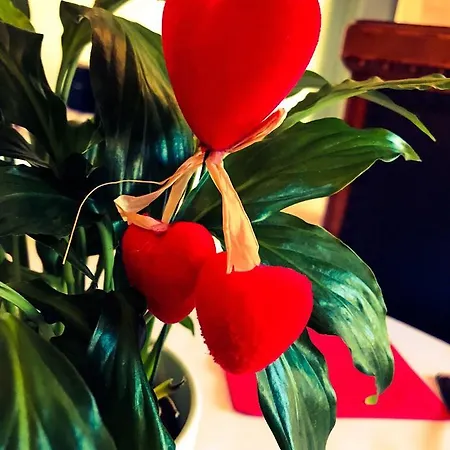 Hotel La Maison De Vi Carpaneto Piacentino